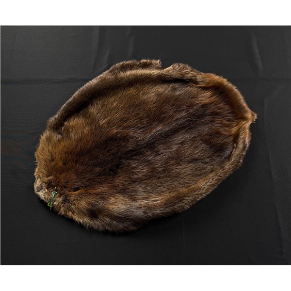 Montana Taxidermy Beaver Hide Pelt