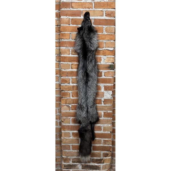Beautiful Ranch Silver Fox Fur Pelt Taxidermy