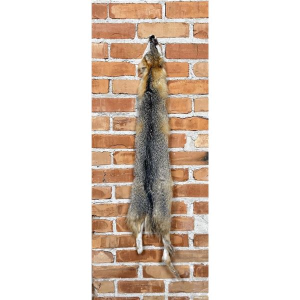Kit Fox Fur Pelt Taxidermy