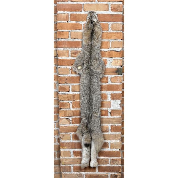 Beautiful Alaskan Lynx Fur Pelt Taxidermy