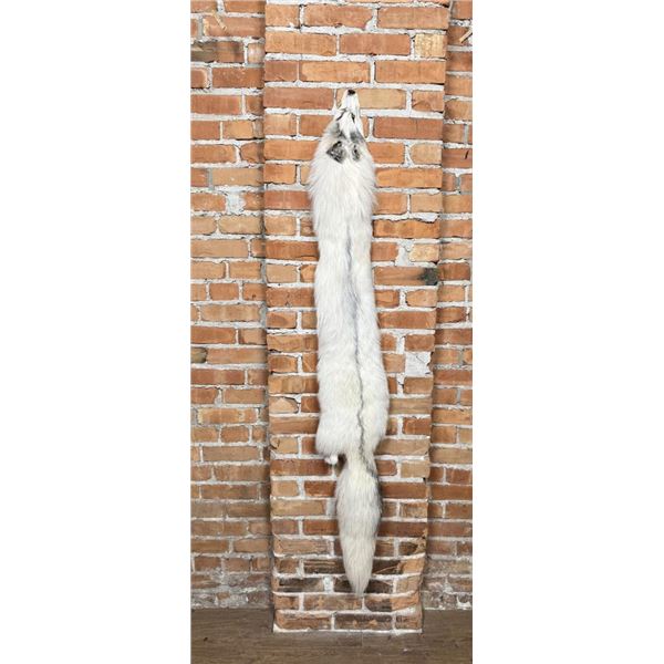 Beautiful Ranch Marbled Fox Fur Pelt Taxidermy