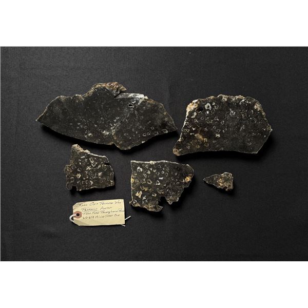 Psaronius Tree Fern Fossil Slabs Belmont Ohio