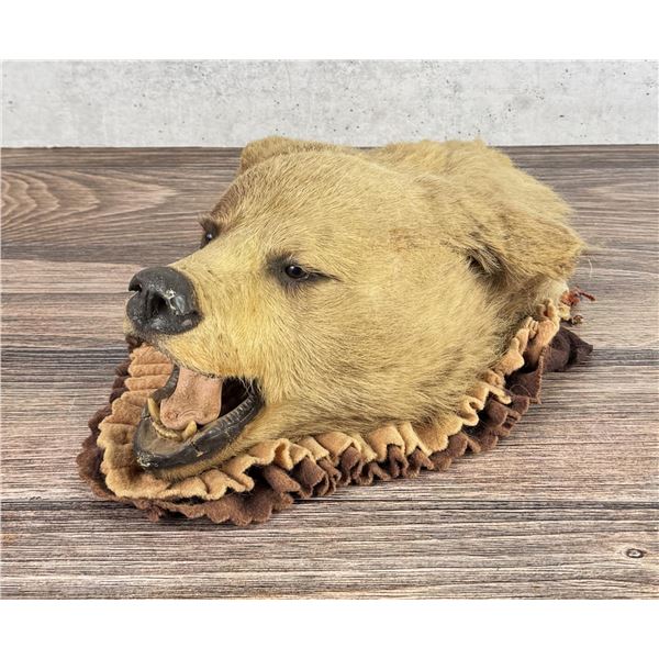 Antique Montana Taxidermy Black Bear Rug Head