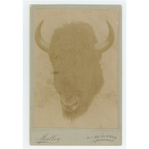 Taxidermy Buffalo Head Cabinet Photo
