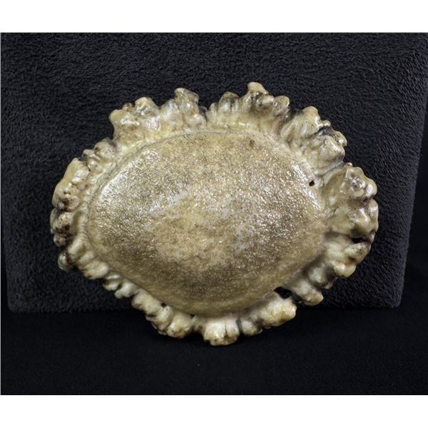 Montana Elk Horn Rosette Belt Buckle