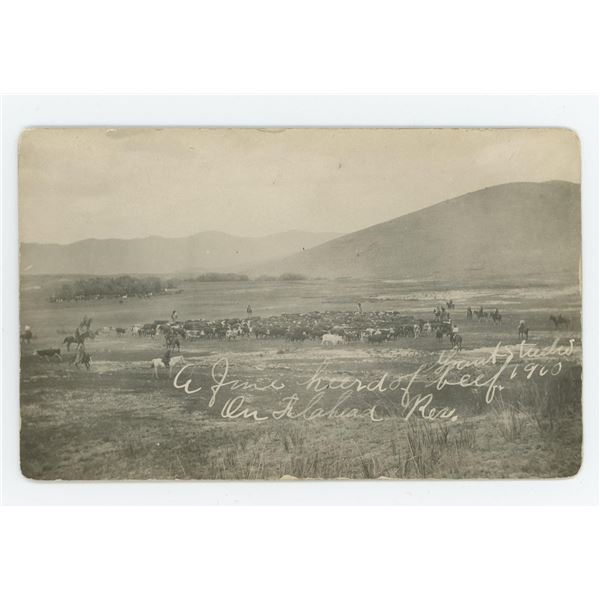 Flathead Indian Reservation Cattle RPPC Postcard