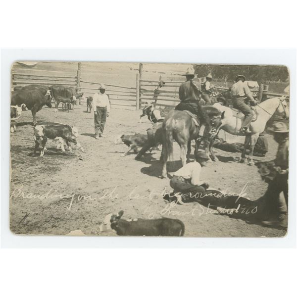 Flathead Indian Reservation Cattle RPPC Postcard