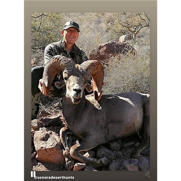 Sonora Desert Hunt for Desert Big Horn
