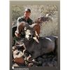 Image 1 : Sonora Desert Hunt for Desert Big Horn