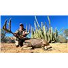 Image 1 : Sonora Desert Mule Deer Hunt