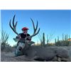 Image 2 : Sonora Desert Mule Deer Hunt