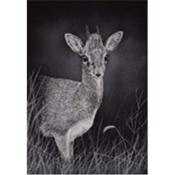 Dik-dik and Klipspringer fine art limited edition giclée prints (1 of 25)