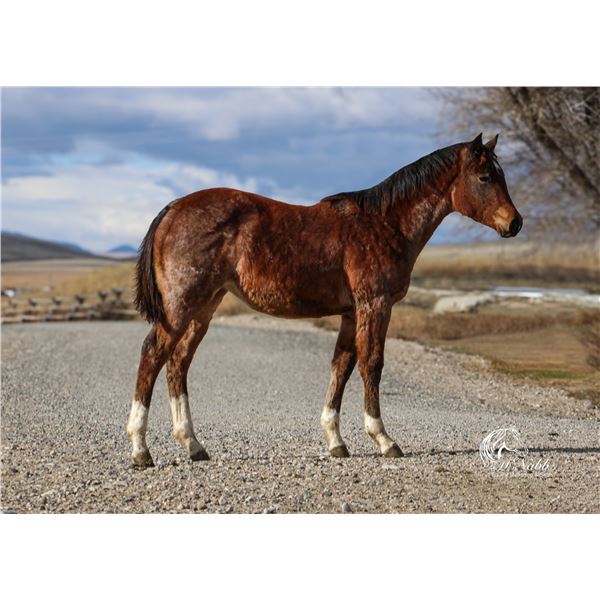 PL Salty Sissy Pines