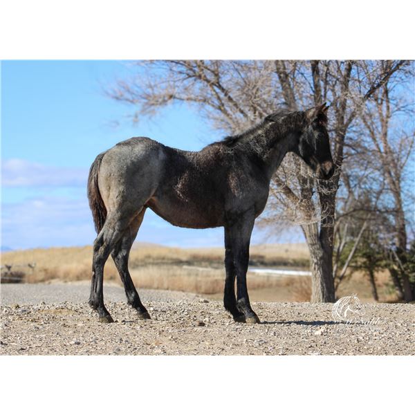 PL Salty Smooth Blue