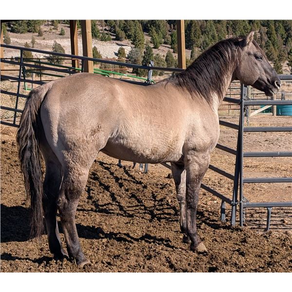 Silverking Magic Two