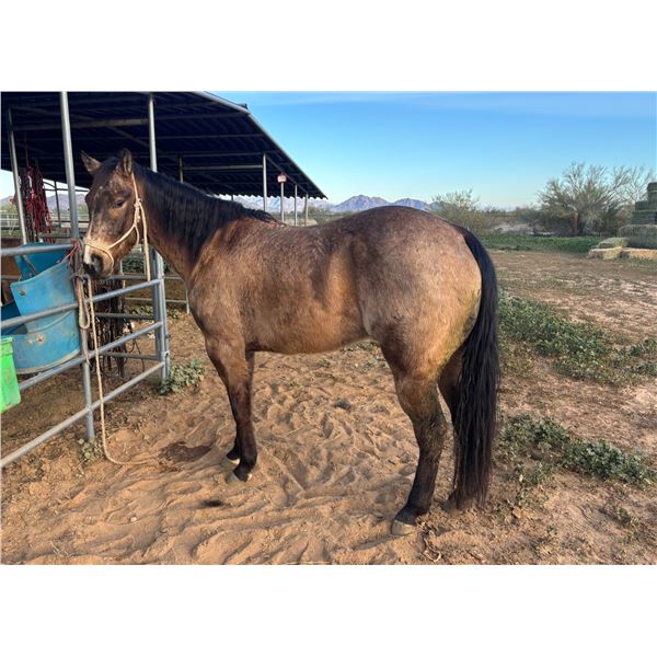 Rockey Velvets Ghost