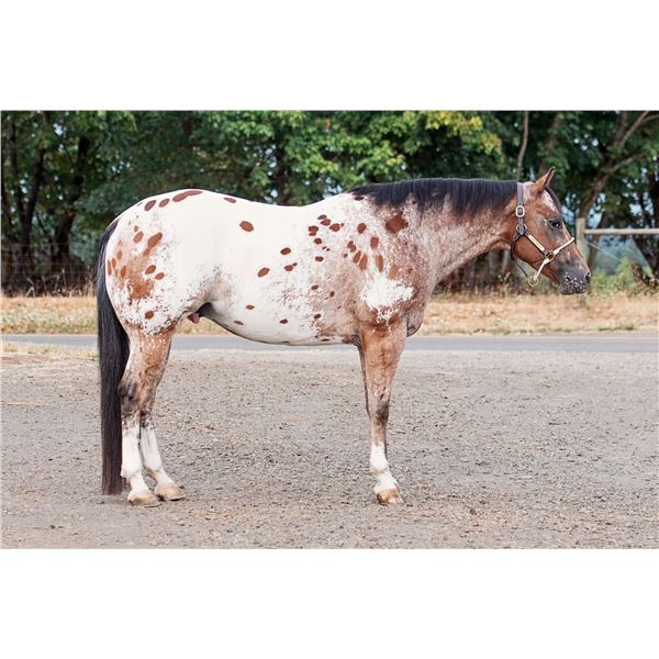 Signonthespotted Line