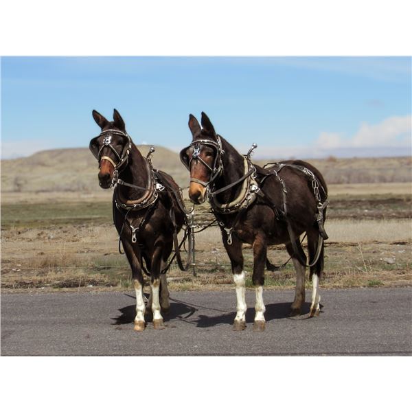 2X THE $! - LAVERNE & SHIRLEY