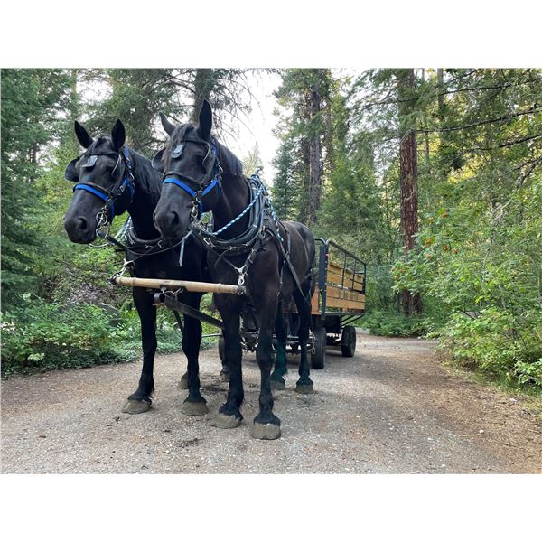 2X THE $! - CANDY’S FLASH LADY & SIMPSONS CLASS ACT