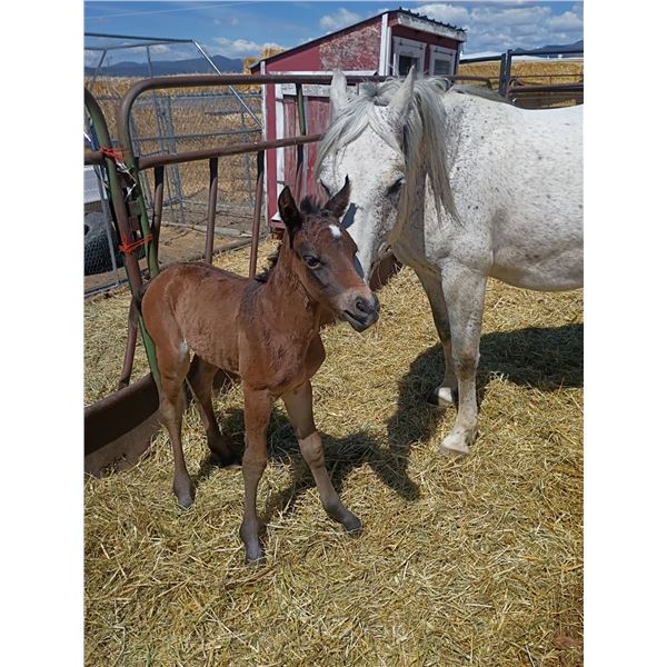 MISTY & NEW Foal at Side