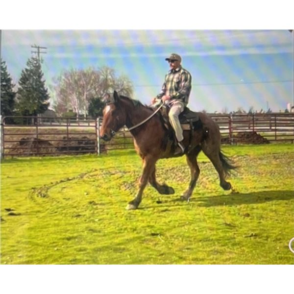 Husband Horse