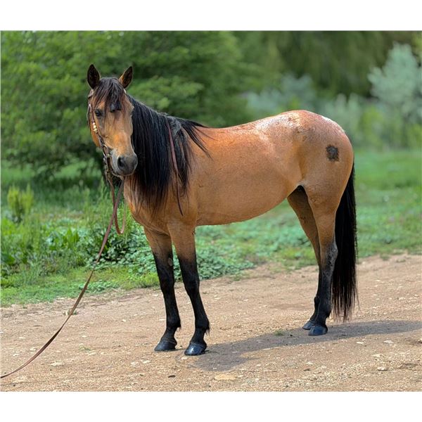 FLICKA