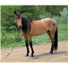 Image 1 : FLICKA