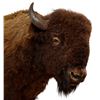 Image 10 : Buffalo 1/2 Body Taxidermy Mount