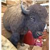 Image 11 : Buffalo 1/2 Body Taxidermy Mount