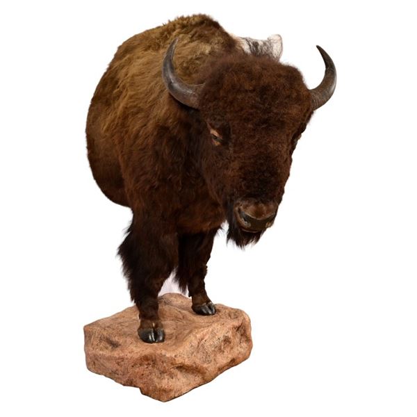 Buffalo 1/2 Body Taxidermy Mount