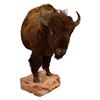 Image 1 : Buffalo 1/2 Body Taxidermy Mount