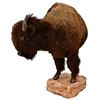 Image 2 : Buffalo 1/2 Body Taxidermy Mount