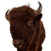 Image 4 : Buffalo 1/2 Body Taxidermy Mount