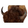 Image 5 : Buffalo 1/2 Body Taxidermy Mount