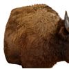 Image 6 : Buffalo 1/2 Body Taxidermy Mount