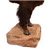 Image 7 : Buffalo 1/2 Body Taxidermy Mount