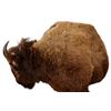 Image 8 : Buffalo 1/2 Body Taxidermy Mount