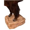 Image 9 : Buffalo 1/2 Body Taxidermy Mount