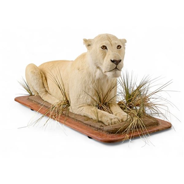 White Lioness Taxidermy Mount