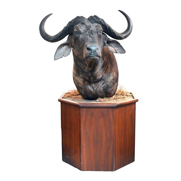 Cape Buffalo Taxidermy Shoulder Mount Custom Stand