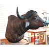 Image 3 : Cape Buffalo Taxidermy Shoulder Mount Custom Stand