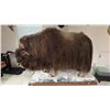 Image 1 : TAXIDERMY, FULL BODY MOUNT MUSK OX
