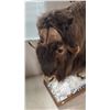 Image 2 : TAXIDERMY, FULL BODY MOUNT MUSK OX