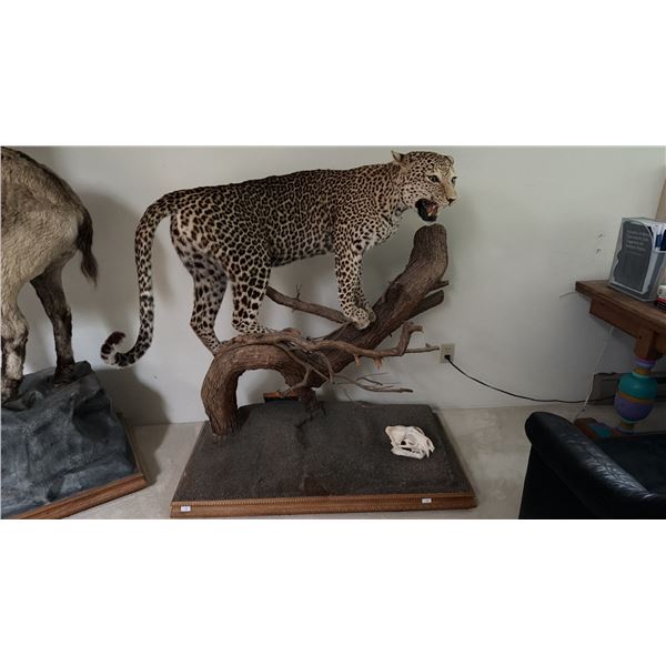 TAXIDERMY, FULL BODY MOUNT LEOPARD WITH SKULL WITH PAPERWORK