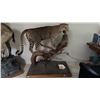 Image 1 : TAXIDERMY, FULL BODY MOUNT LEOPARD WITH SKULL WITH PAPERWORK