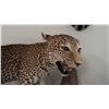 Image 3 : TAXIDERMY, FULL BODY MOUNT LEOPARD WITH SKULL WITH PAPERWORK