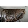 Image 4 : TAXIDERMY, FULL BODY MOUNT LEOPARD WITH SKULL WITH PAPERWORK