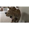 Image 5 : TAXIDERMY, FULL BODY MOUNT LEOPARD WITH SKULL WITH PAPERWORK