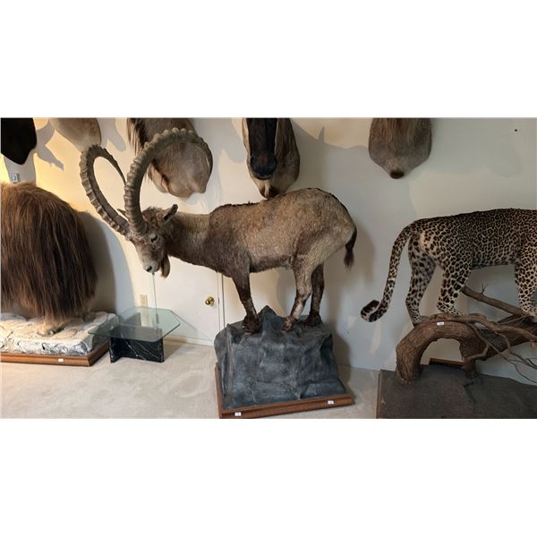 FULL BODY TAXIDERMY IBEX