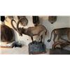 Image 1 : FULL BODY TAXIDERMY IBEX